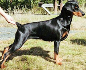 Pinscher * SE UCH AU CH NORD VV-11 Kaitler Haggiths Blessin